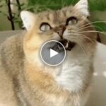 Napařovací kartáč pro domácí mazlíčky – video