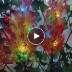 Solární cypřišové světlo – video