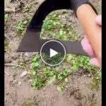 Dutá motyka z manganové oceli – video