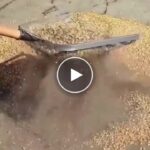 Zahradní prosévací síto – video