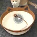 Pohodlný pletený pelíšek pro domácí mazlíčky – video