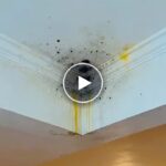 Čisticí sprej proti plísni na stěny – video